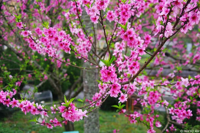Hưng Yên